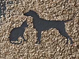 Pet Food
